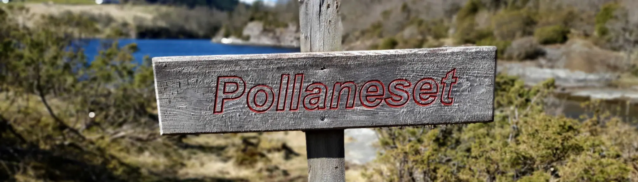 Pollaneset