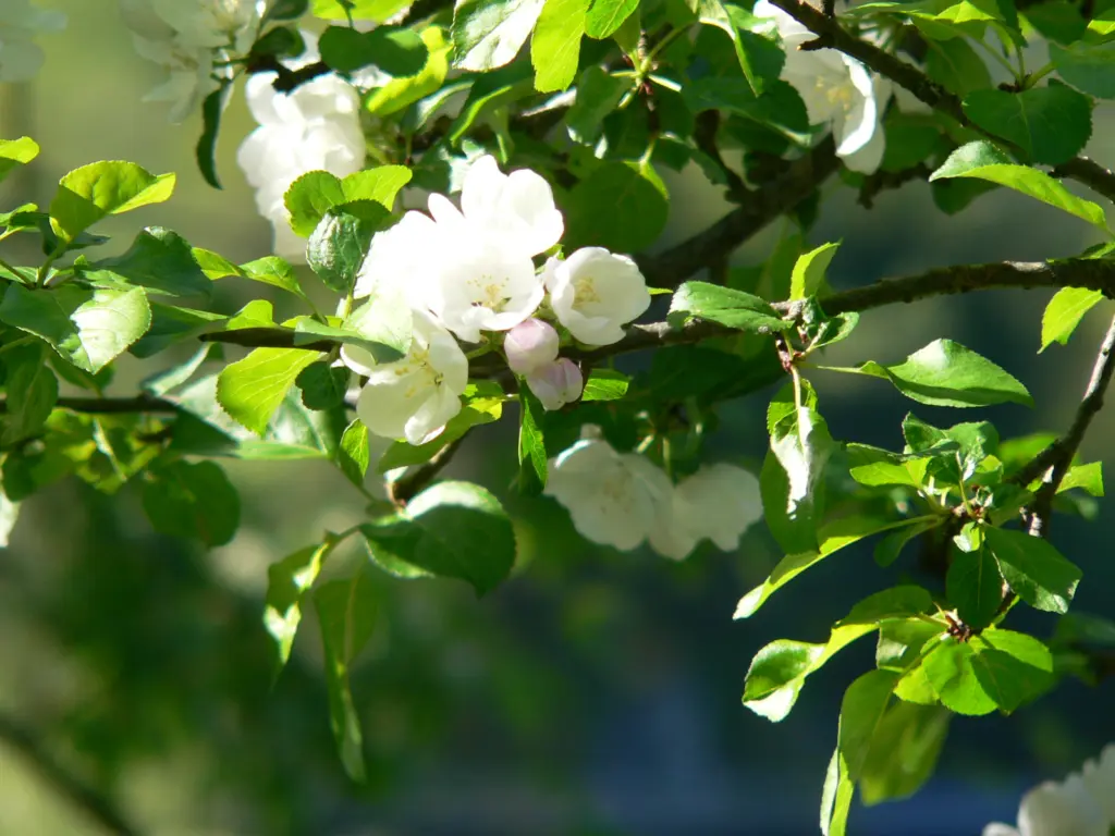 Kvite blomar på epletre