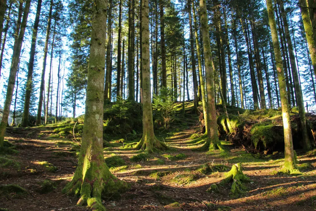 Skogbunn og grantrær. Foto