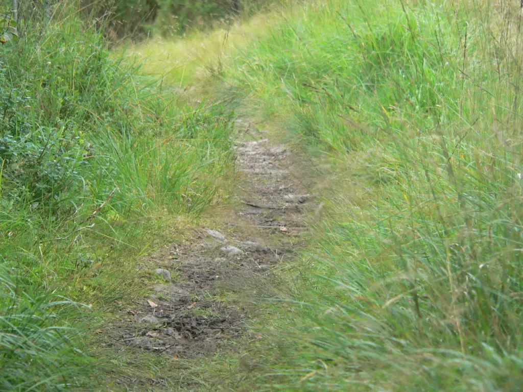 Sti gjennom gras. Foto